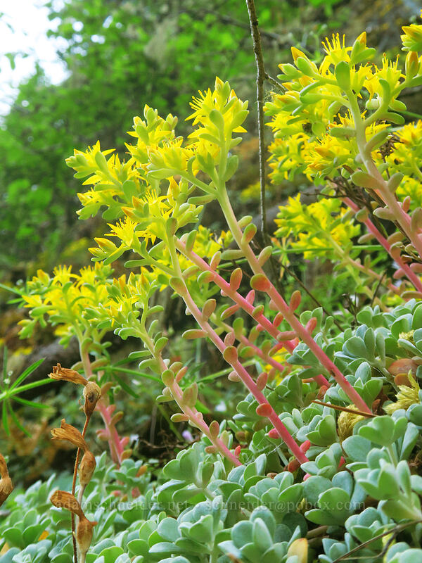 broad-leaf stonecrop (Sedum spathulifolium) [South Fork Molalla Road, Molalla River Recreation Area, Clackamas County, Oregon]