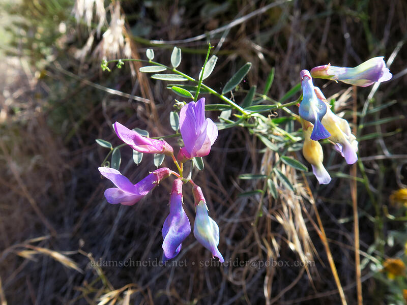 American vetch (Vicia americana) [White River Falls State Park, Wasco County, Oregon]