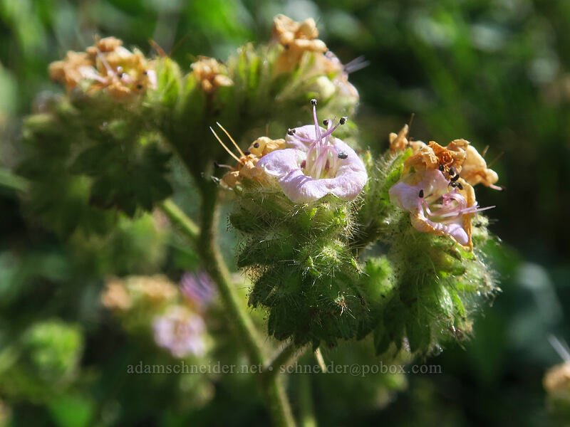 branching phacelia (Phacelia ramosissima var. ramosissima) [White River Falls State Park, Wasco County, Oregon]