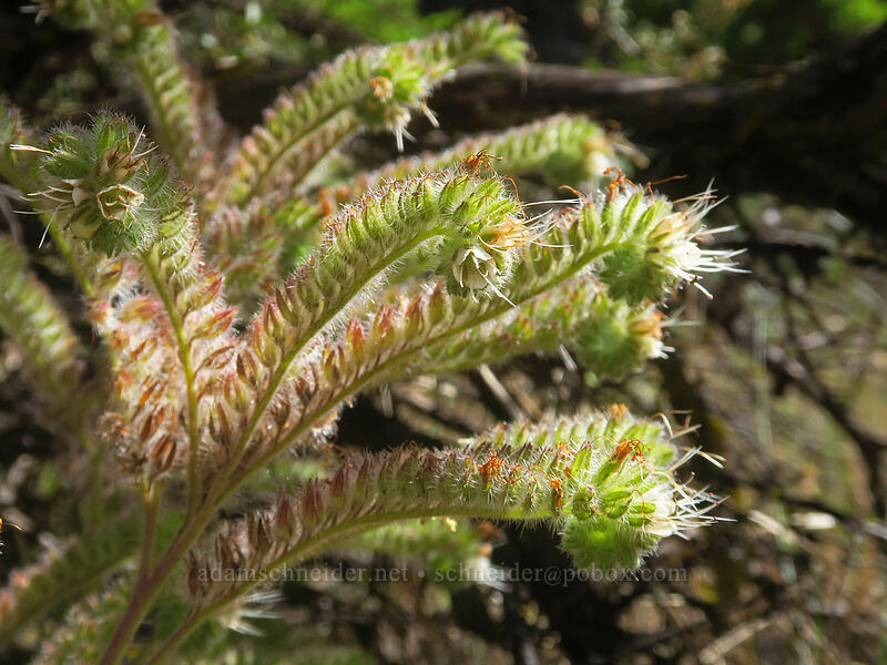 phacelia (Phacelia sp.) [White River Falls State Park, Wasco County, Oregon]