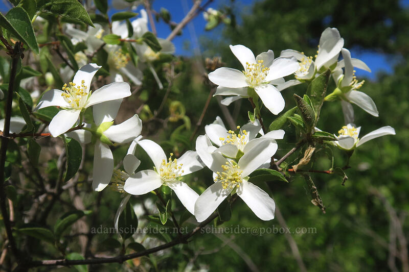 mock orange (Philadelphus lewisii) [White River Falls State Park, Wasco County, Oregon]