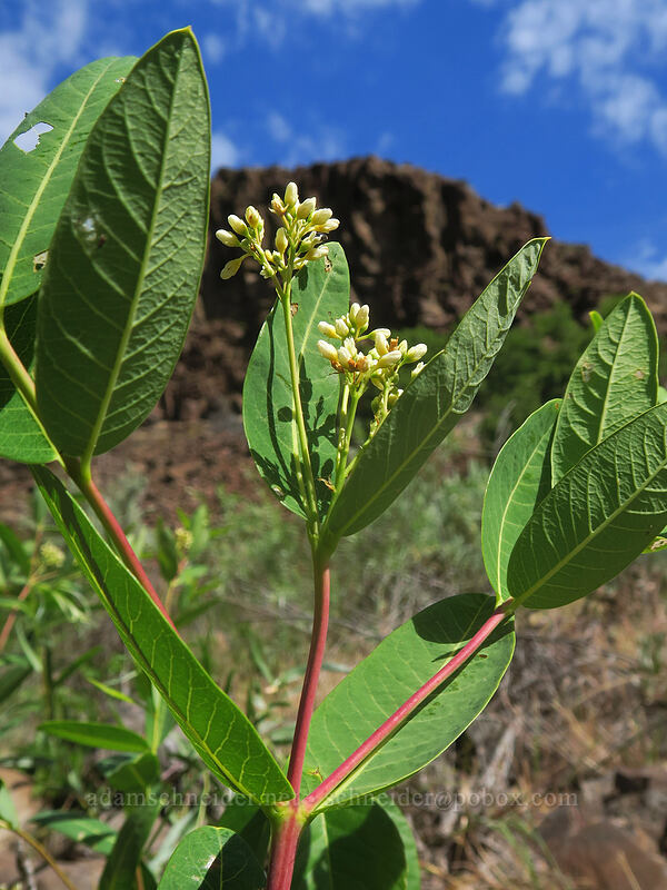 hemp dogbane (Apocynum cannabinum) [White River Falls State Park, Wasco County, Oregon]