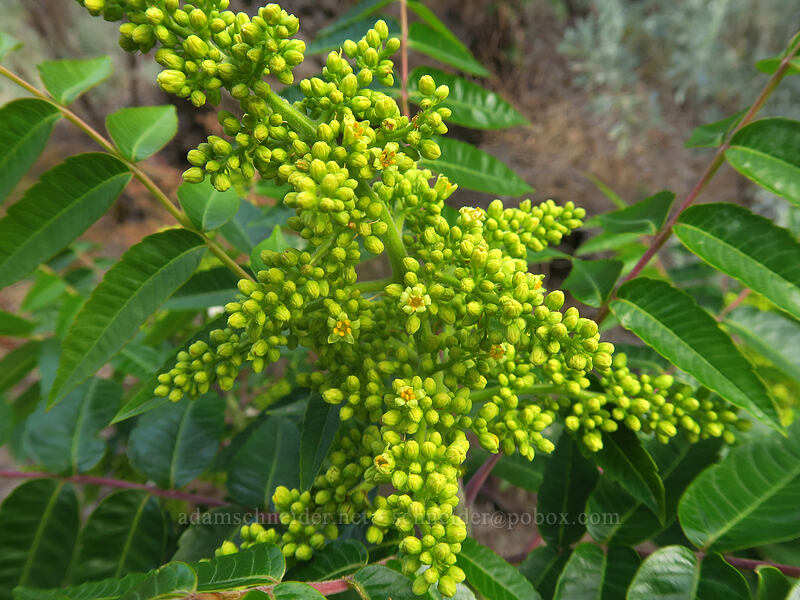 western sumac flowers (Rhus glabra) [White River Falls State Park, Wasco County, Oregon]