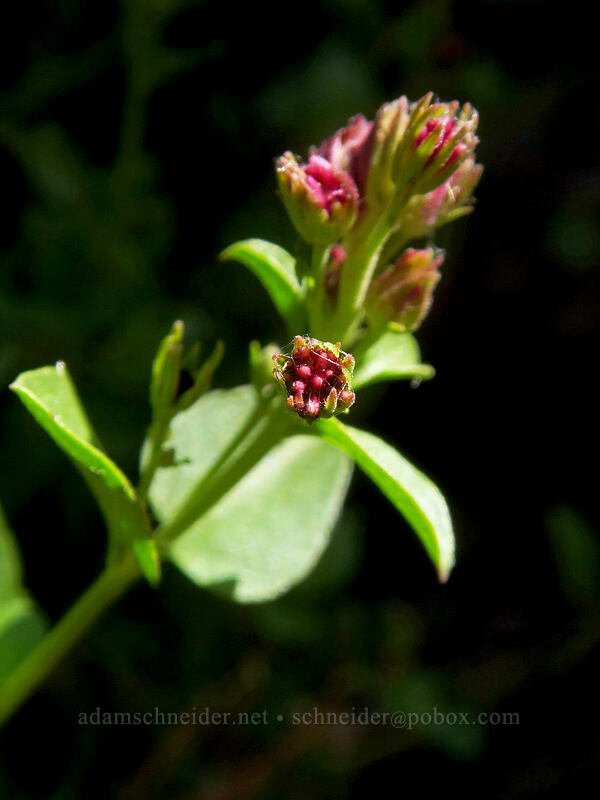 western snakeroot, budding (Ageratina occidentalis (Eupatorium occidentale)) [White River Falls State Park, Wasco County, Oregon]