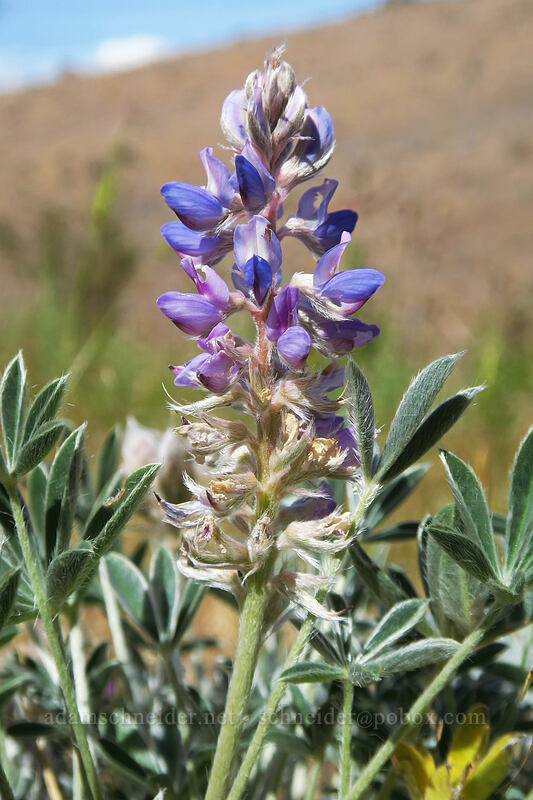 prairie lupine (Lupinus lepidus var. aridus) [White River Falls State Park, Wasco County, Oregon]