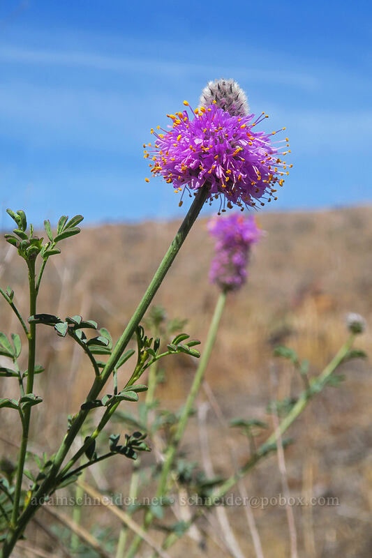 western prairie-clover (Dalea ornata) [White River Falls State Park, Wasco County, Oregon]
