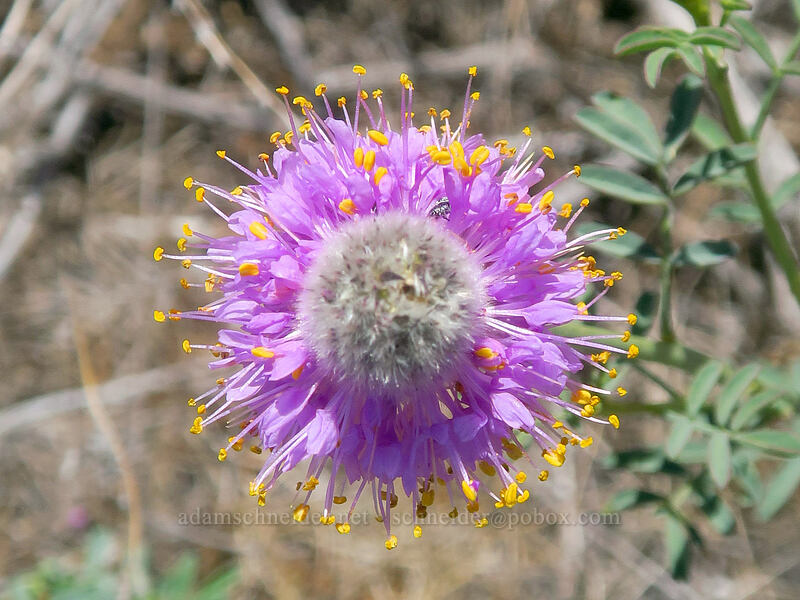 western prairie-clover (Dalea ornata) [White River Falls State Park, Wasco County, Oregon]