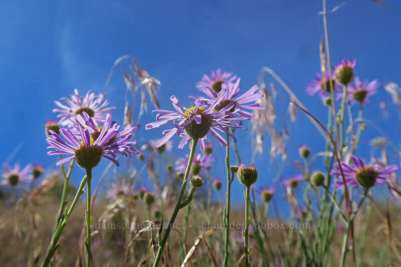 thread-leaf fleabane (Erigeron filifolius) [Deschutes River Access Road, Wasco County, Oregon]