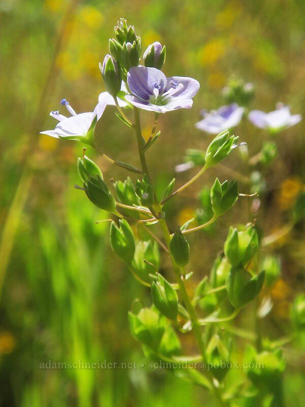 water speedwell (Veronica anagallis-aquatica) [Deschutes River Access Road, Wasco County, Oregon]
