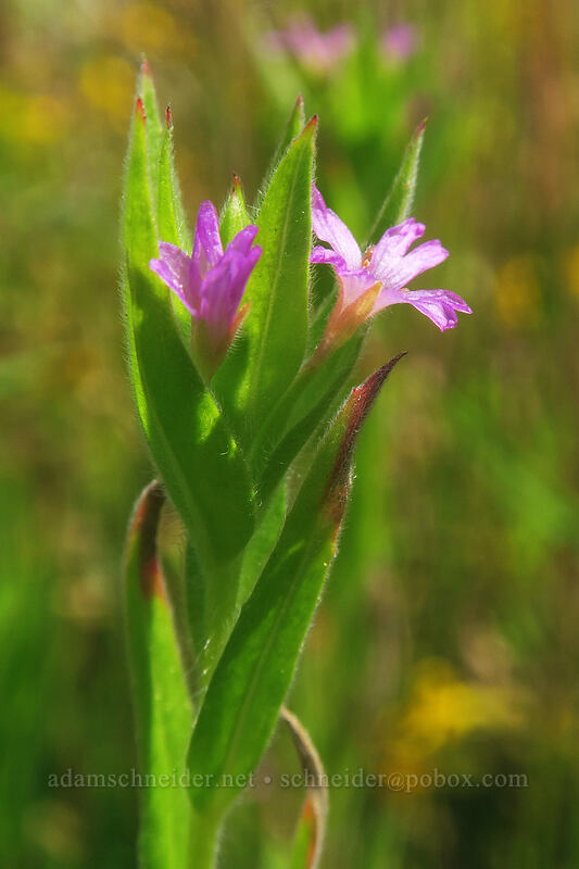brook/Torrey's willow-herb (Epilobium torreyi (Boisduvalia stricta)) [Deschutes River Access Road, Wasco County, Oregon]