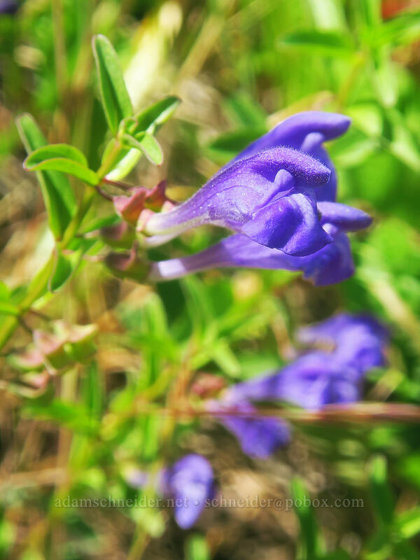 narrow-leaf skullcap (Scutellaria angustifolia) [Deschutes River Access Road, Wasco County, Oregon]