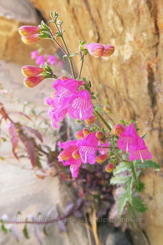 cut-leaf penstemon (Penstemon richardsonii) [Deschutes River Access Road, Wasco County, Oregon]