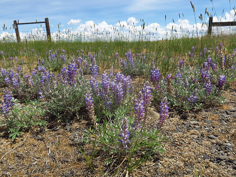 lupines (Lupinus sp.) [U.S. Highway 197, Wasco County, Oregon]