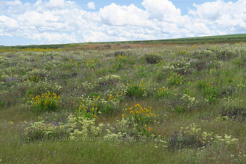 wildflowers [Dufur Gap Road, Wasco County, Oregon]