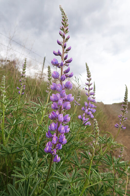 spurred lupine (Lupinus arbustus) [Dufur Gap Road, Wasco County, Oregon]