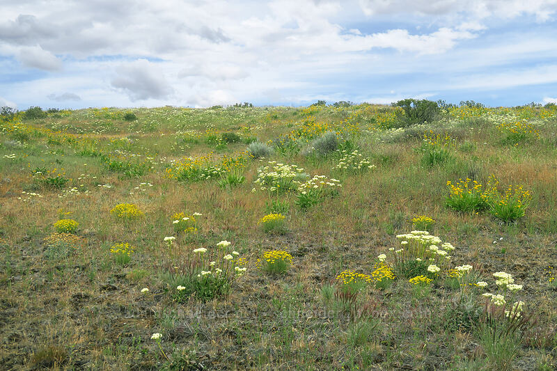 wildflowers [J Hix Road, Wasco County, Oregon]