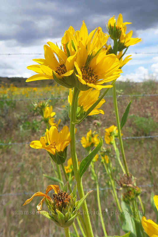 Carey's balsamroot (Balsamorhiza careyana) [J Hix Road, Wasco County, Oregon]