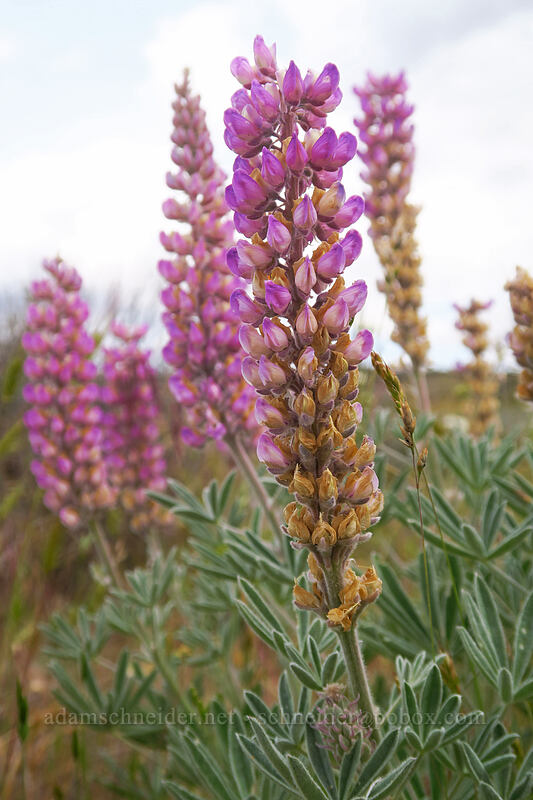 pink velvet lupines (Lupinus leucophyllus) [White River Wildlife Area, Wasco County, Oregon]