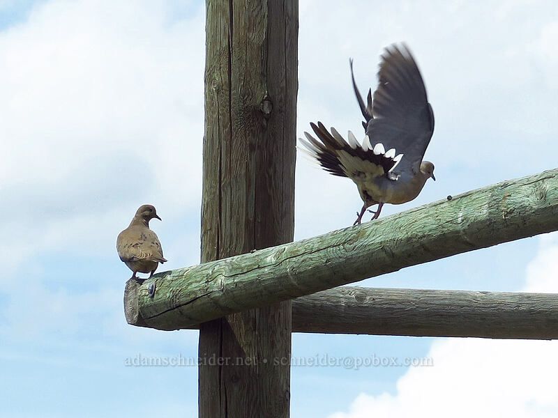 mourning doves (Zenaida macroura) [White River Wildlife Area, Wasco County, Oregon]