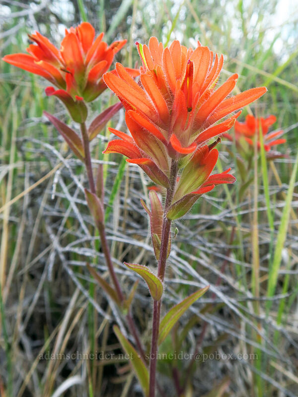 acute paintbrush (Castilleja hispida var. acuta) [White River Wildlife Area, Wasco County, Oregon]
