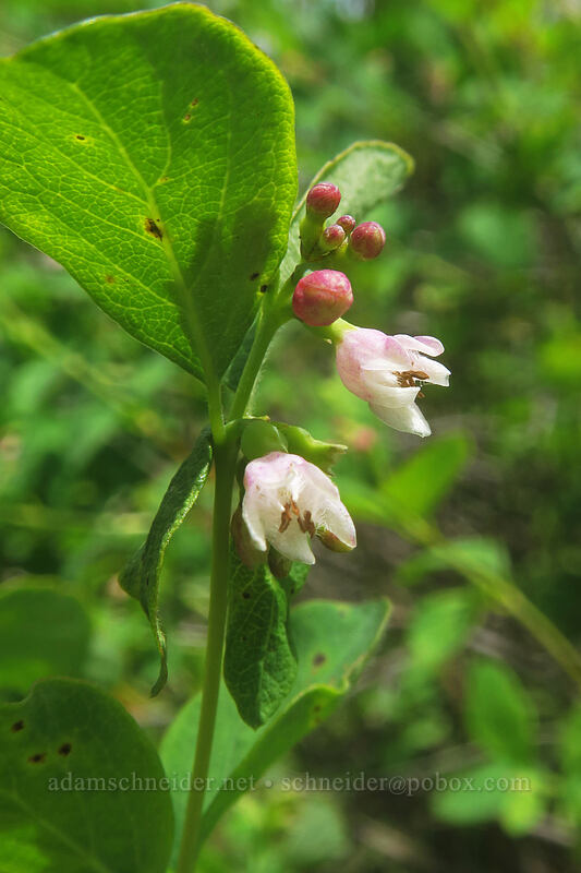 snowberry flowers (Symphoricarpos albus) [White River Wildlife Area, Wasco County, Oregon]