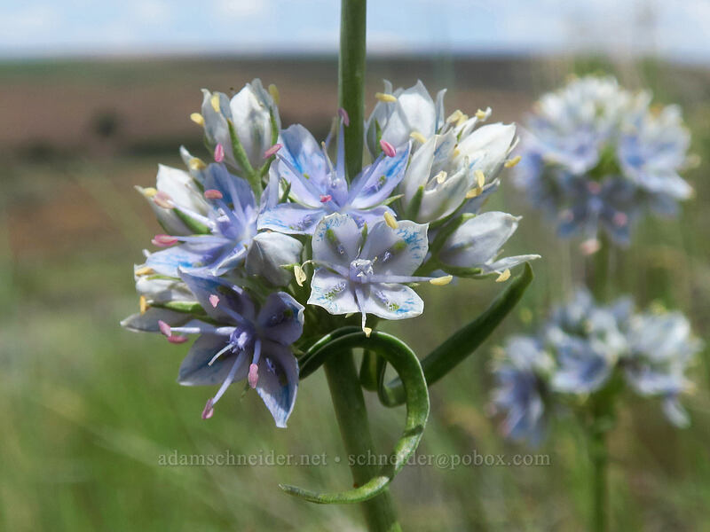 white-stem frasera (Frasera albicaulis var. columbiana (Swertia columbiana)) [Postage Stamp Butte, Wasco County, Oregon]