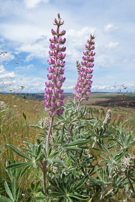 velvet lupines (Lupinus leucophyllus) [Postage Stamp Butte, Wasco County, Oregon]