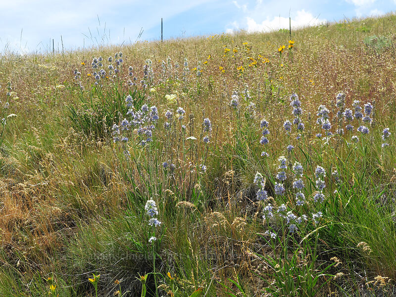 frasera & balsamroot (Frasera albicaulis var. columbiana (Swertia columbiana), Balsamorhiza careyana) [Postage Stamp Butte, Wasco County, Oregon]