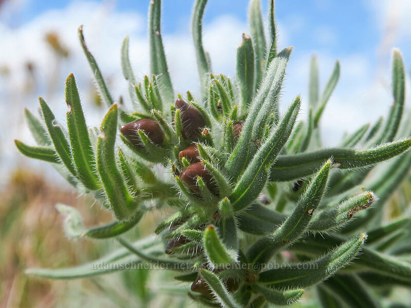 Columbia puccoon seeds (Lithospermum ruderale) [Postage Stamp Butte, Wasco County, Oregon]