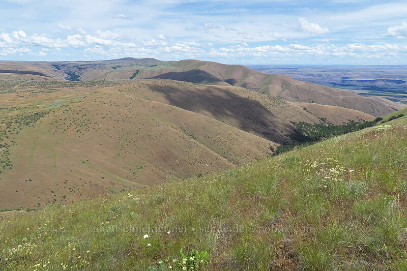 Tygh Ridge [Postage Stamp Butte, Wasco County, Oregon]