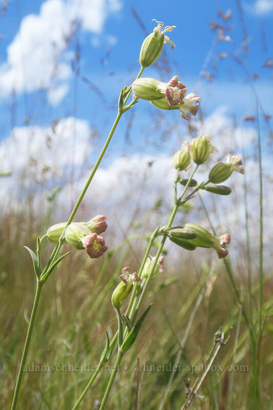 Douglas' catchfly (Silene douglasii) [Postage Stamp Butte, Wasco County, Oregon]