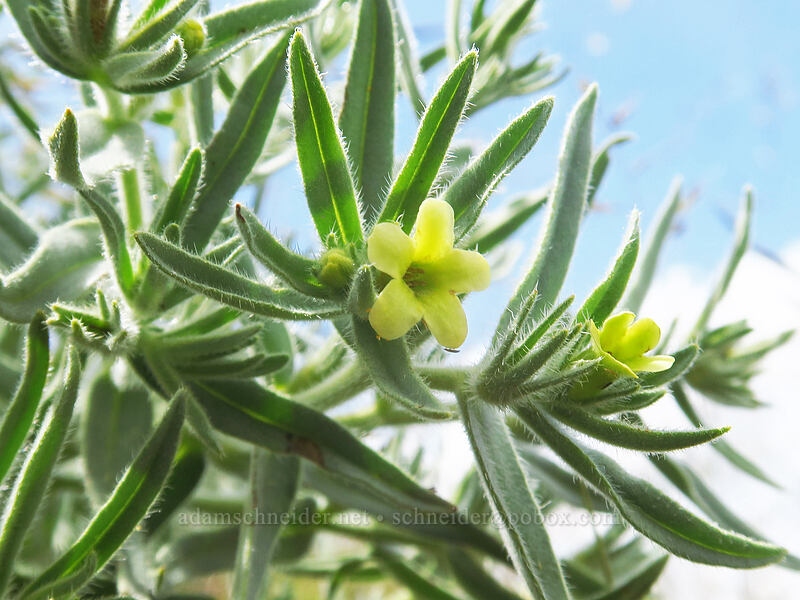 Columbia puccoon (Lithospermum ruderale) [Postage Stamp Butte, Wasco County, Oregon]