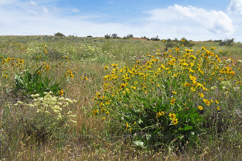 balsamroot & buckwheat (Balsamorhiza careyana, Eriogonum heracleoides) [White River Wildlife Area, Wasco County, Oregon]