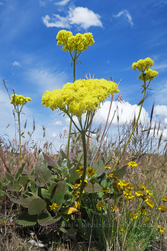 heart-leaf buckwheat & desert yellow fleabane (Eriogonum compositum, Erigeron linearis) [White River Wildlife Area, Wasco County, Oregon]