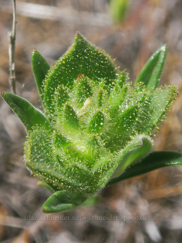 grand collomia, budding (Collomia grandiflora) [White River Wildlife Area, Wasco County, Oregon]