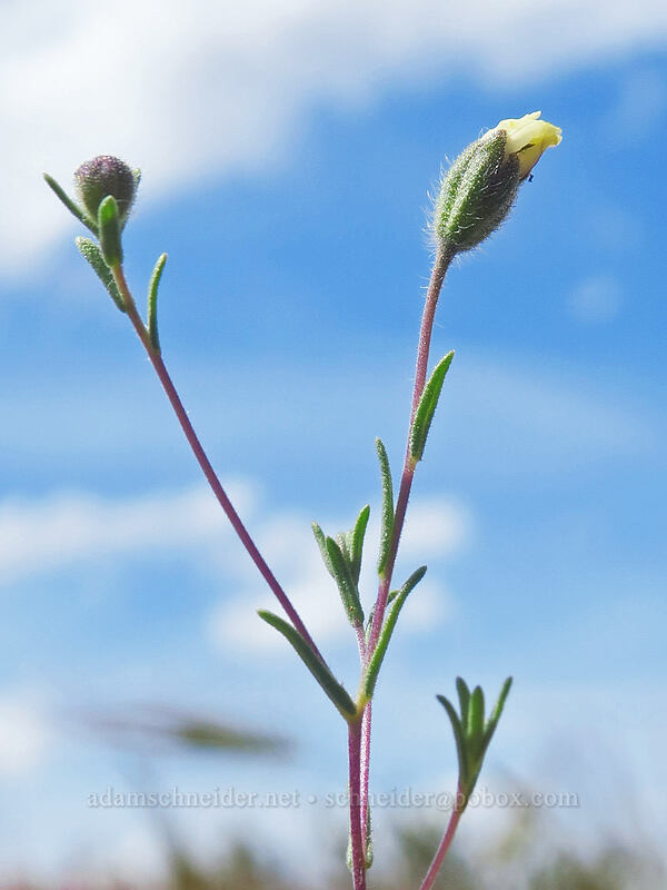 rough eyelash-weed, budding (Blepharipappus scaber) [White River Wildlife Area, Wasco County, Oregon]