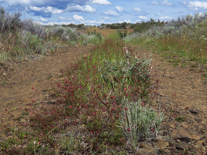 overgrown road [White River Wildlife Area, Wasco County, Oregon]