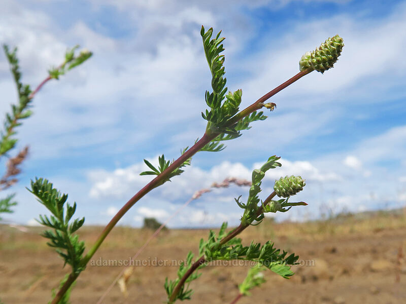 western burnet (Poteridium occidentale (Sanguisorba occidentalis)) [White River Wildlife Area, Wasco County, Oregon]