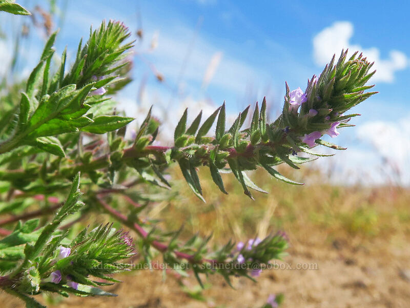 big-bract verbena (Verbena bracteata) [White River Wildlife Area, Wasco County, Oregon]