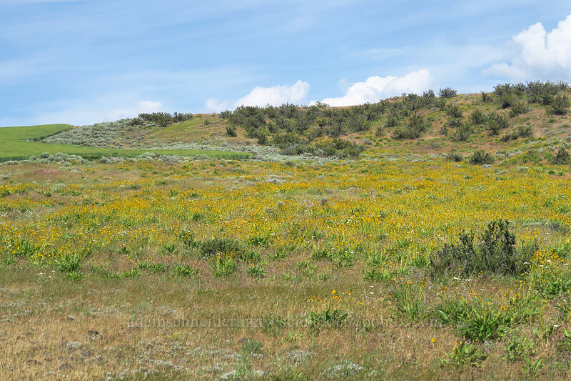 wildflowers [J Hix Road, Wasco County, Oregon]