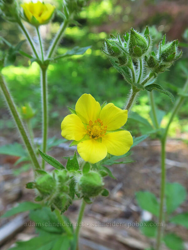 sticky cinquefoil (Drymocallis glandulosa (Potentilla glandulosa)) [Forest Road 2730-191, Mt. Hood National Forest, Wasco County, Oregon]