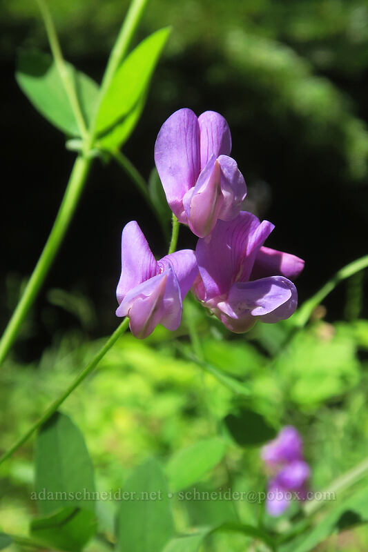 Sierra pea-vine (Lathyrus nevadensis var. nevadensis) [Forest Road 2730-191, Mt. Hood National Forest, Wasco County, Oregon]