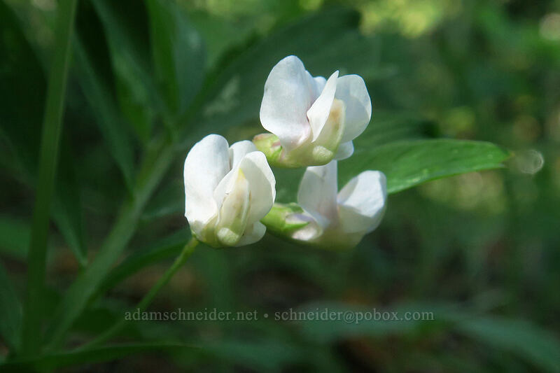 Lanszwert's pea-vine (Lathyrus lanszwertii) [Forest Road 2730-191, Mt. Hood National Forest, Wasco County, Oregon]
