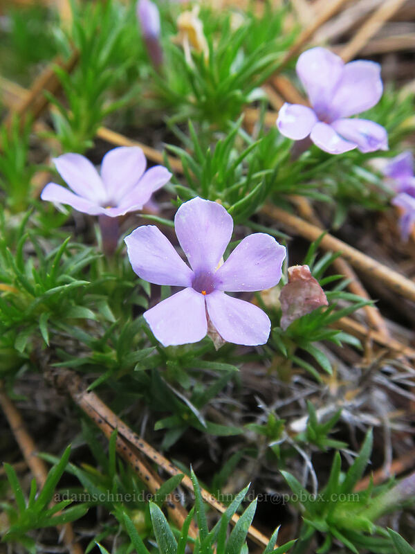 spreading phlox (Phlox diffusa) [Forest Road 2730, Mt. Hood National Forest, Wasco County, Oregon]