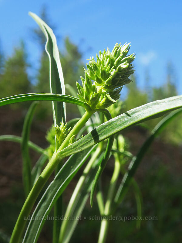 white-stem frasera, budding (Frasera albicaulis var. columbiana (Swertia columbiana)) [Forest Road 2730, Mt. Hood National Forest, Wasco County, Oregon]