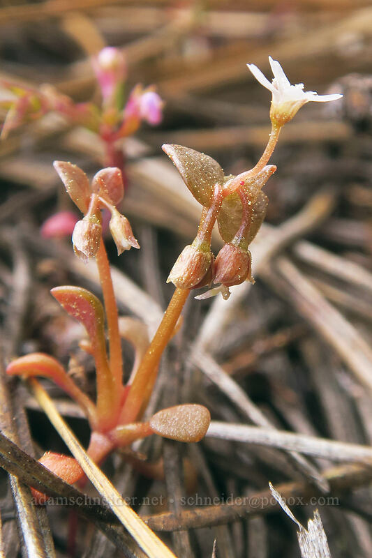 tiny red-stem miner's lettuce (Claytonia rubra (Montia rubra)) [Forest Road 2730, Mt. Hood National Forest, Wasco County, Oregon]