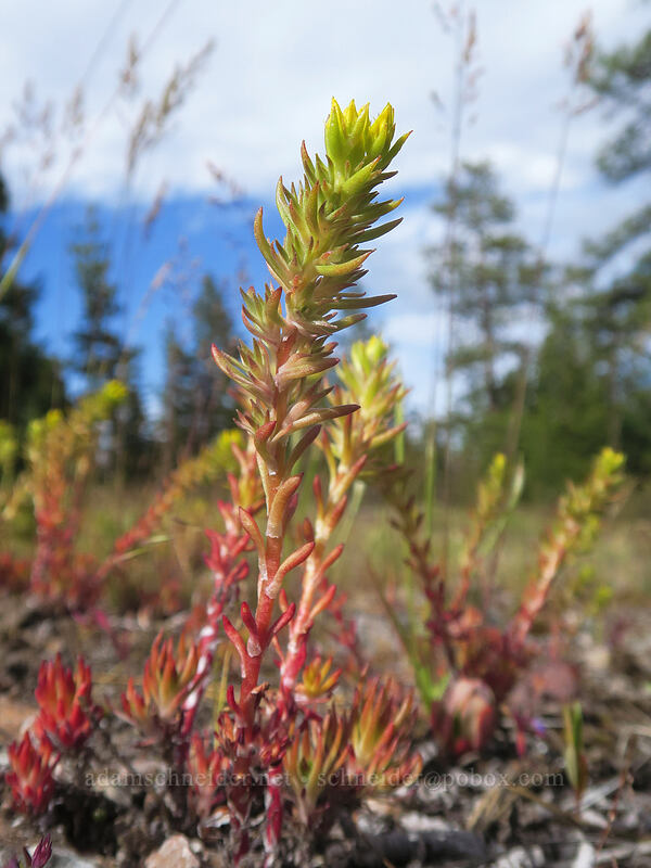 worm-leaf stonecrop, budding (Sedum stenopetalum) [Forest Road 2730, Mt. Hood National Forest, Wasco County, Oregon]