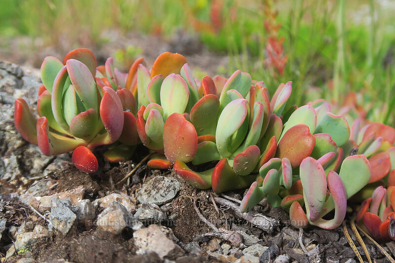 creamy stonecrop leaves (Sedum oregonense) [Forest Road 2730, Mt. Hood National Forest, Wasco County, Oregon]