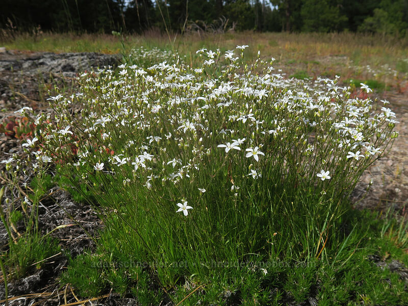 slender sandwort (Eremogone capillaris (Arenaria capillaris)) [Forest Road 2730, Mt. Hood National Forest, Wasco County, Oregon]
