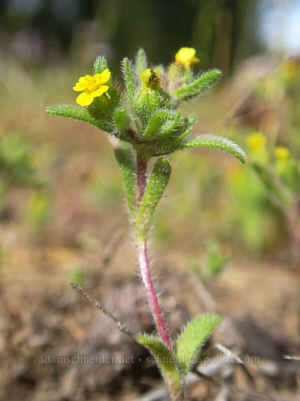 least tarweed (Hemizonella minima (Madia minima)) [Forest Road 2730, Mt. Hood National Forest, Wasco County, Oregon]